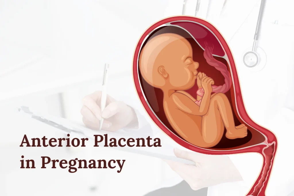 Anterior Placenta in Pregnancy